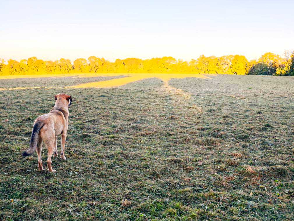 Dog running in a field